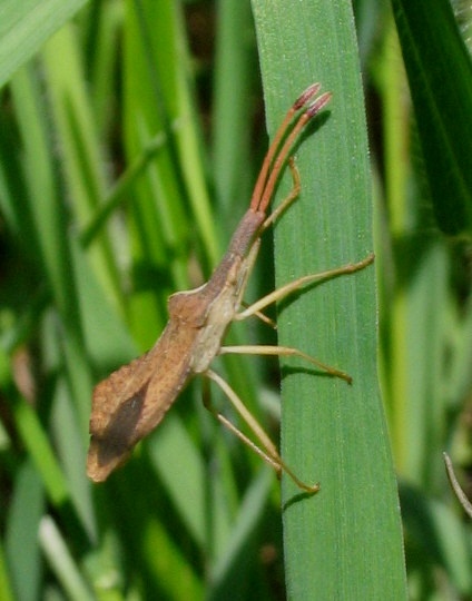 Insetto da identificare: Syromastus rhombeus